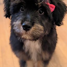 Aussiedoodle, Australian Shepherd, and Golden Retriever Puppies from Hope & Joy Acres