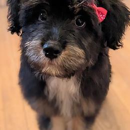 Aussiedoodle, Australian Shepherd, and Golden Retriever Puppies from Hope & Joy Acres