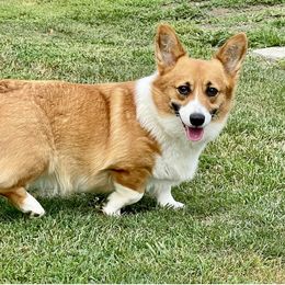 Jess - Pembroke Welsh Corgi