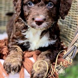 Waco - Price 3500 - Red merle male Aussiedoodle puppy in Ennis, Texas from God’s Little Aussies