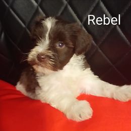 Rebel - Parti male Miniature Schnauzer puppy in Midland, Texas from Shebbies Puppy Palace