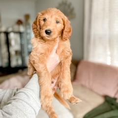 Double Doodle and Labradoodle Puppies from Magnolia & Finn Doodles