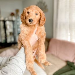 Double Doodle and Labradoodle Puppies from Magnolia & Finn Doodles