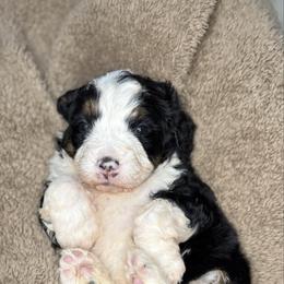 Wren - Tri-color female Bernedoodle puppy in Midland, Texas from Southern Oak Breeders LLC
