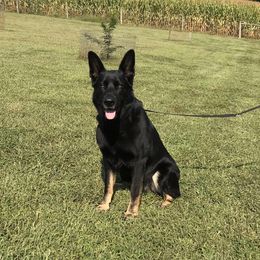 Ember - German Shepherd