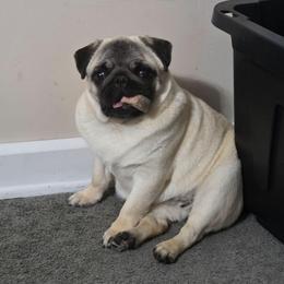 Maple - Pug