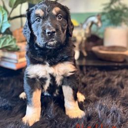 Nellie Jo - Black female Saint Berdoodle puppy in Mesa, Arizona from Desert Bohunk Doodles and Branded Bullies