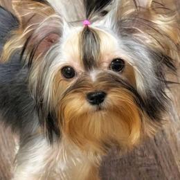 Yorkshire Terrier puppies from Breny