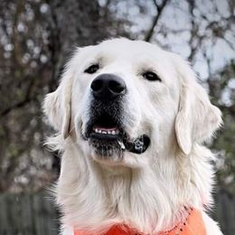 Golden Retrievers from Julie DeWitt