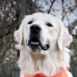 Golden Retrievers from Julie DeWitt