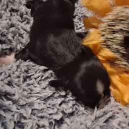 Girl 1 - Black and white female Shih Tzu puppy in Olive Branch, Mississippi from K&T FURBABIES