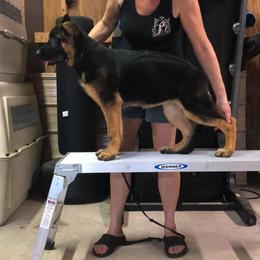 German Shepherd Puppies from Wolves Den Ranch