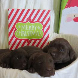 Labrador Retriever Puppies from Labrador emPAWrium