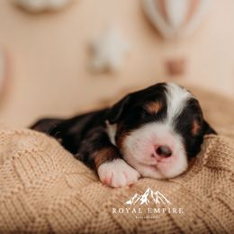 Fable - Tri-color female Bernedoodle puppy in Grants Pass, Oregon from Royal Empire Bernedoodles