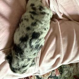 Freckles - Black and white female French Bulldog puppy in Shakopee, Minnesota from Fishie's Frenchies