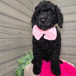 Willa - Black female Goldendoodle puppy in Woodburn, Indiana from DNLS Doodle Puppies