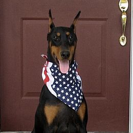 Doberman Pinschers from Dillon Dobermans