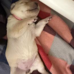 Butterfinger - Yellow female Labrador Retriever puppy in Eugene, Oregon from LakeHouse Labrador Retriever LLC
