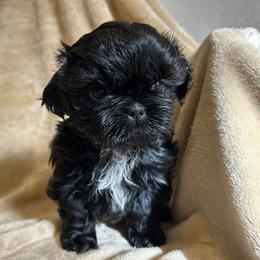 Shih Tzu Puppies from Prestige Shih Tzu Family