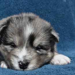 Armus - Merle Pomsky puppy in Ponte Vedra, Florida from Pearl of the Orient Seas