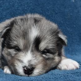 Armus - Merle Pomsky puppy in Ponte Vedra, Florida from Pearl of the Orient Seas
