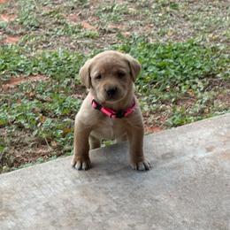 Pink - Yellow female Labrador Retriever puppy in Oklahoma City, Oklahoma from H & H Retrievers