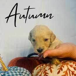 Autumn - Cream female Goldendoodle puppy in Cedartown, Georgia from Loyal Doodles