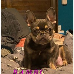 Bambi - French Bulldog