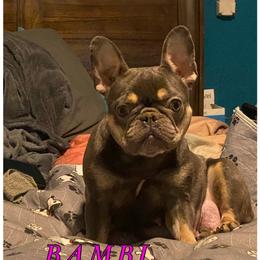 Bambi - French Bulldog