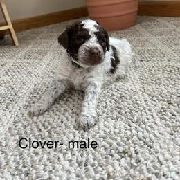 Clover - Brown male Lagotto Romagnolo puppy in Minster, Ohio from 1880 Lagotto
