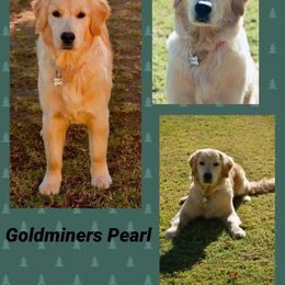 Golden Retriever Puppies from Goldminer Goldens