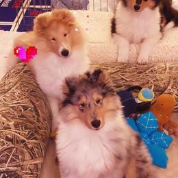 Collie Puppies from Plum Creek Collies