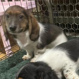 Boy 1 - Piebald male Dachshund puppy in Yelm, Washington from Hughes' Doxies