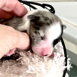 Aussiedoodle, Australian Shepherd, and Miniature Australian Shepherd Puppies from Bline's Awesome Aussies CA