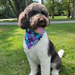Annie - Labradoodle