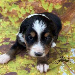 Micah - Black tri male Toy Australian Shepherd puppy in Lumberton, Mississippi from Talowah Aussies