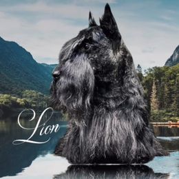 Leon - Scottish Terrier