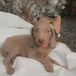 Weimaraner Puppies from North Georgia Weims