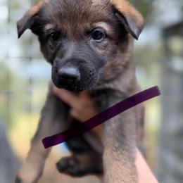 A1-6 Sable Girl - Miss Purple - Sable female German Shepherd puppy in Lincoln, California from Valor-K9s