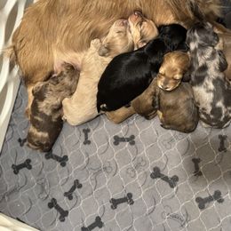 Dachshund and Pembroke Welsh Corgi Puppies from Three K Miniature Dachshunds