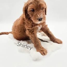 Shirley - Red  female Goldendoodle puppy in Wooster, Ohio from Cynology Doodles