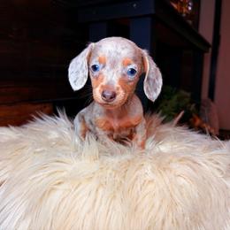 Starlette - Dapple female Dachshund puppy in Washburn, Tennessee from Clinch Mountain Dachshunds
