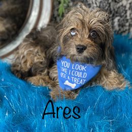 Ares - Cavapoo