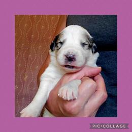 Gift - White and badger female Great Pyrenees puppy in Mikado, Michigan from Brittain Family Farm
