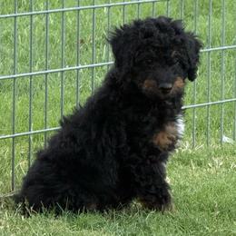Boy 3 (limeade) - Black tri-color male Aussiedoodle puppy in Paradise, Texas from Diamond Z Poodles & Doodles