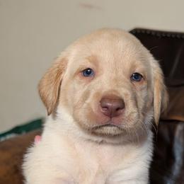 Turbo (Green Collar) - Yellow male Labrador Retriever puppy in Commerce, Oklahoma from Standing Water Kennels