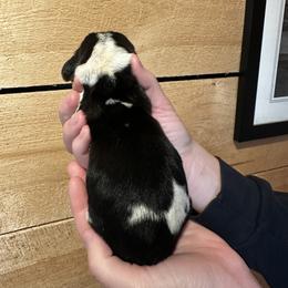 Male 4 - Black brown and white male Basset Hound puppy in Lindley, New York from Hill Top Basset Hounds & Cane Corso