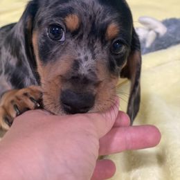 Ashby - Dapple male Dachshund puppy in Great Bend, Pennsylvania from Dashing Doxies