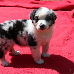 Libby - Blue merle Australian Shepherd puppy in Noxon, Montana from MITIN Aussies AKC Standard Australian Shepherds