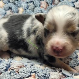Callum - Blue merle male Miniature Australian Shepherd puppy in Deer Park, Washington from Rodeo Aussies
